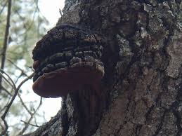 Image result for Phellinus rimosus