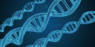 Dna (deoxyribonucleic acid) is the genomic material in cells that contains the genetic information used in the development and functioning of all known living organisms. What Is The Process For Dna Testing Endeavor Dna