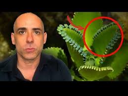 A Planta Que Promete Curar O Cancer E Muito Mais Dr Dayan Siebra Youtube Ervas Curativas Aranto Planta Ervas Medicinais