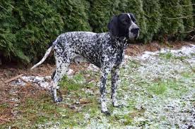 Image result for auvergneský ohař