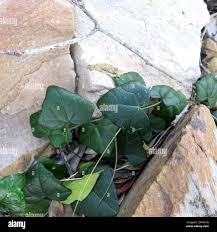 Image result for Kedrostis nana