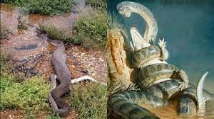 Ular python burma juga salah satu ular paling indah di dunia. 4 Penemuan Ular Terbesar Terpanjang Di Dunia Ada 2 Di Kalimantan No Terakhir Baru Ditemukan Sriwijaya Post