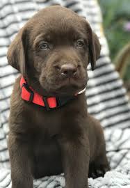 Download and use 5,000+ puppy stock photos for free. English Chocolate Lab Puppies For Sale Near Me The Y Guide