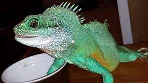 my gorgeous chinese water dragon youtube chinese water dragon water dragon marine mammals