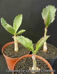 Image result for Cyphostemma jaegeri