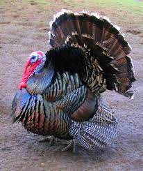 The average weight of a dressed christmas turkey is 12 lbs according to the turkey growers association of america. Domestic Turkey Wikipedia