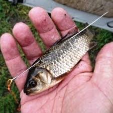 Maybe you would like to learn more about one of these? Quels Produits Choisir Pour La Peche Au Vif Ma Canne A Peche Mcap