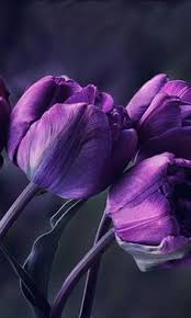 Pin By Zeynep A On مكتبة الصور والفيديو Nature Iphone Wallpaper Purple Tulips Purple Flowers