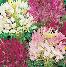 Image result for Cleome bororensis