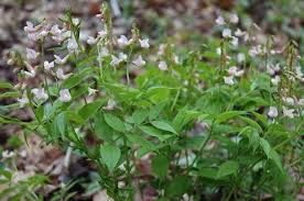 Image result for Lathyrus
