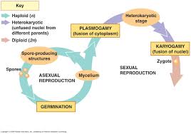 Biology Pictures Fungi Life Cycles Fungi Plant Pathology