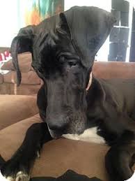 Max x gracie link link other: Pin On Rescue Dogs