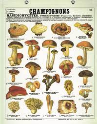 Comment s'est déroulé votre trip aux champignons hallucinogènes ? 5 Astuces Pour Cueillir Des Champignons M6 Deco Fr