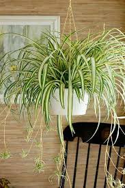 Spider Plant Is Easy To Grow And Makes A Great Hanging Basket Selection Spider Plants Are Perfect For Hanging Near Yo Hanging Plants Plants Best Indoor Plants
