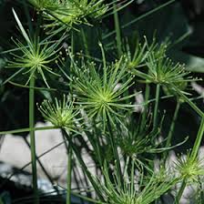Image result for Cyperus haspan
