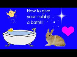 I used to get really anxious about bathing my baby because infants are squirmy greased water balloons when they are wet. How To Give Your Rabbit A Bath Youtube