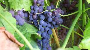 112m consumers helped this year. How To Prune Table Grapes For Beginners Youtube