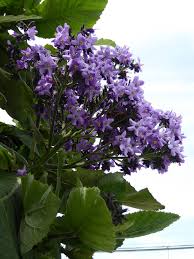 Image result for Wigandia urens