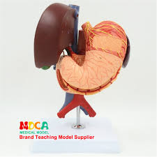 However, during pregnancy, recognizing the gall bladder symptoms is extremely difficult as during the hardening of the walls of. Human Liver Anatomical Model Pathological Liver Structure Modelsmedical Teaching Aid Lab Learning Resources Science Drsuneettayal Biology