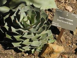 Image result for Agavaceae