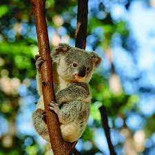 The home is where the heart is. Australia Holidays 2021 2022 Emirates Holidays