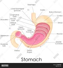 Here presented 65+ human body parts drawing images for free to download, print or share. Human Stomach Anatomy Vector Photo Free Trial Bigstock