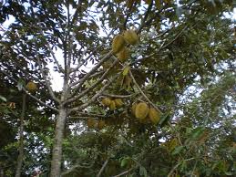 Dan mau tahu juga, bagaimana cara budidaya dan bahkan ada juga beberapa jenis tanaman buah yang dapat berbuah dengan cepat jika dirawat dengan baik dan benar. Pengembangan Kawasan Komoditas Hortikultura Tanaman Buah Buahan Sutracoseed