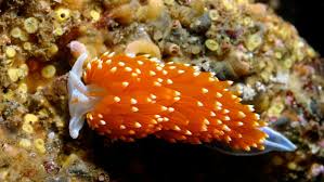 Image result for Brachyachne simonsii