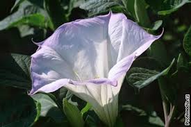 Image result for durman obecný květ