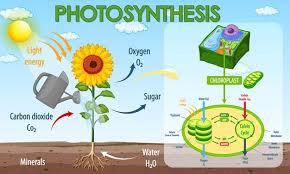 Check spelling or type a new query. Free Vector Diagram Showing Process Of Photosynthesis And Cellular Respiration