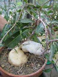 Image result for Raphionacme linearis