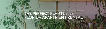 A small cactus garden includes a variety of cactus plants in a small tray. The Perfect Plants For A Florida Apartment Rental