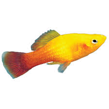 Marigold Variatus Fish Goldfish Betta More Petsmart In 2020 Pet Fish Petsmart Fish