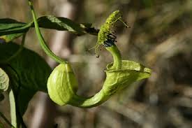 Image result for Aristolochiaceae