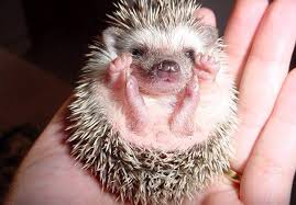 17 Desert Animals And Their Amazing Adaptations