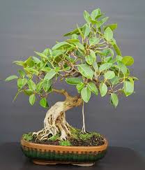 Image result for Ficus virens