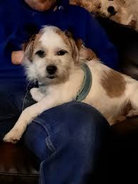 Max so cute with his Christmas Bow tie ❤️