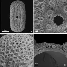 Image result for Rhinacanthus submontanus