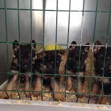Dogs Valley Biga Canakkale