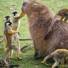 Capybaras Are The Friendliest Animals Ever Unusual Animals Animals Friendship Capybara
