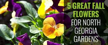 Please contact your administrator for assistance. 5 Great Fall Flowers For Georgia Gardens O Neill Landscape Group