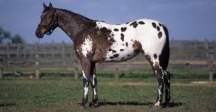 The appaloosa horse breed is known for its spotted coat pattern. Appaloosa