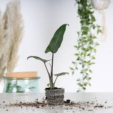 The perfect statement plant for a bright corner, rarely available at this size. Alocasia Lauterbachiana Cutting Extreme Curly Kid Plant Rebelz