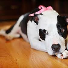 Pink Bow Pearls Pitbull Adorabull Nanny Dog Bully Breeds Pitbulls