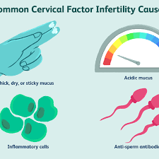 No Cervical Mucus: Causes And How It Affects Fertility