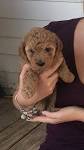 Poodles for Sale | Dogs on Oodle Classifieds