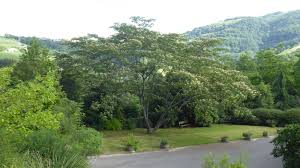 Image result for Albizia grandibracteata