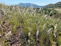 Image result for Enneapogon desvauxii