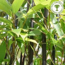 Maybe you would like to learn more about one of these? Phyllostachys Nigra Buy Black Stemmed Bamboo Plants