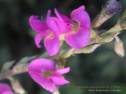 Image result for Tephrosia pumila